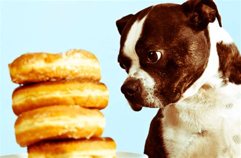 10 foods you must never feed your dog .
